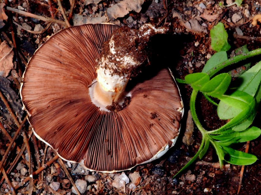 Agaricus bresadolanus (=A. romagnesii).